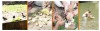 What is the importance of Madhyashtami Paksha Shradh Ritual?